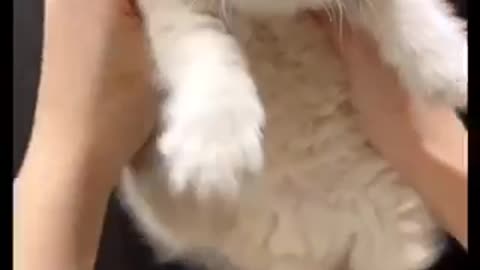 Cute cat 🐈 trending video