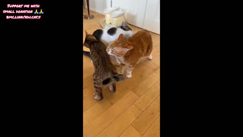 Cats and Doggies