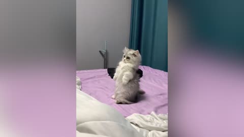 Cat doing exercise before bed