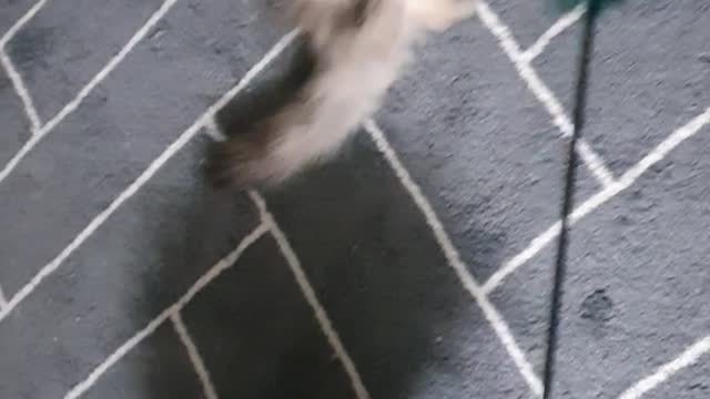 a cat playing around like a cat playing wild.