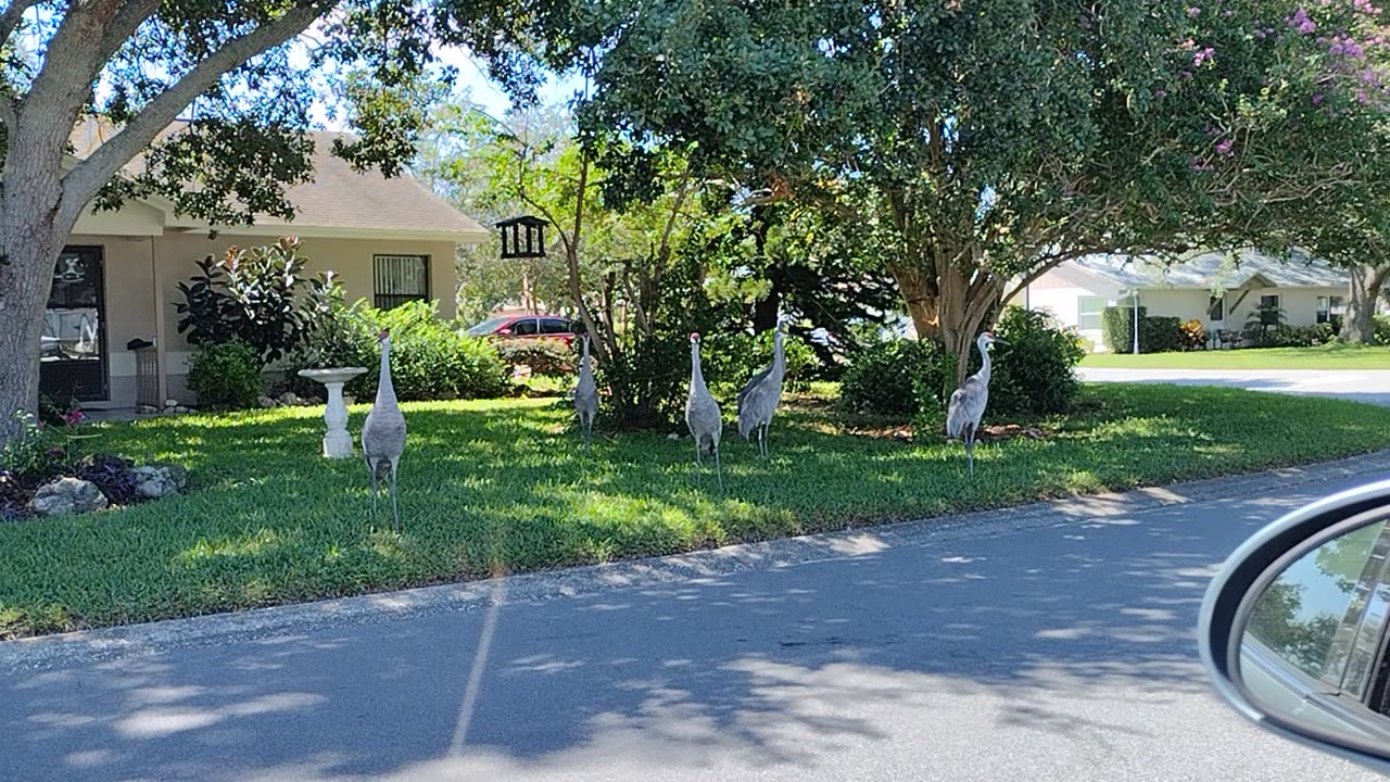 6 sandhill cranes ❤️