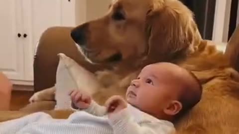 Babies and Animals Video