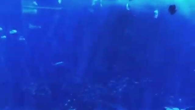 Atlantis The Palm | Atlantis Hotel | Palm Jumeirah Dubai