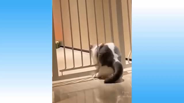 Watch these PETS go CRAZY! Viral Cute Animals🔥