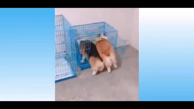 Corgi Funny Squeeze #shorts