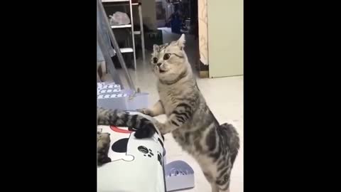 Top Funny Cat Videos