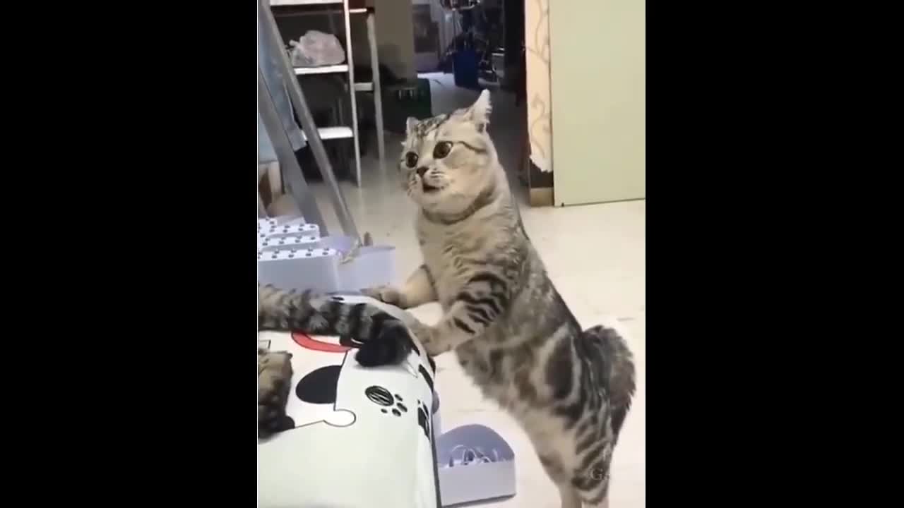 Top Funny Cat Videos