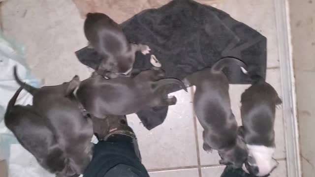American Bully Aliendawgs Bloodline