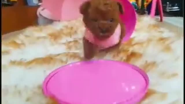 Baby Dogs -- Cute and Funny Dog Videos Puppy Dogs Compilation