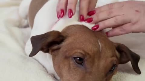 adorable dog enjoys massage!