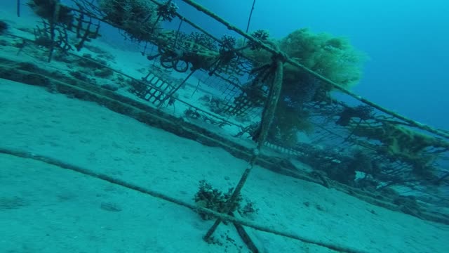 Hippocampus Sea ​​horse in the Red Sea, Eilat Israel 2