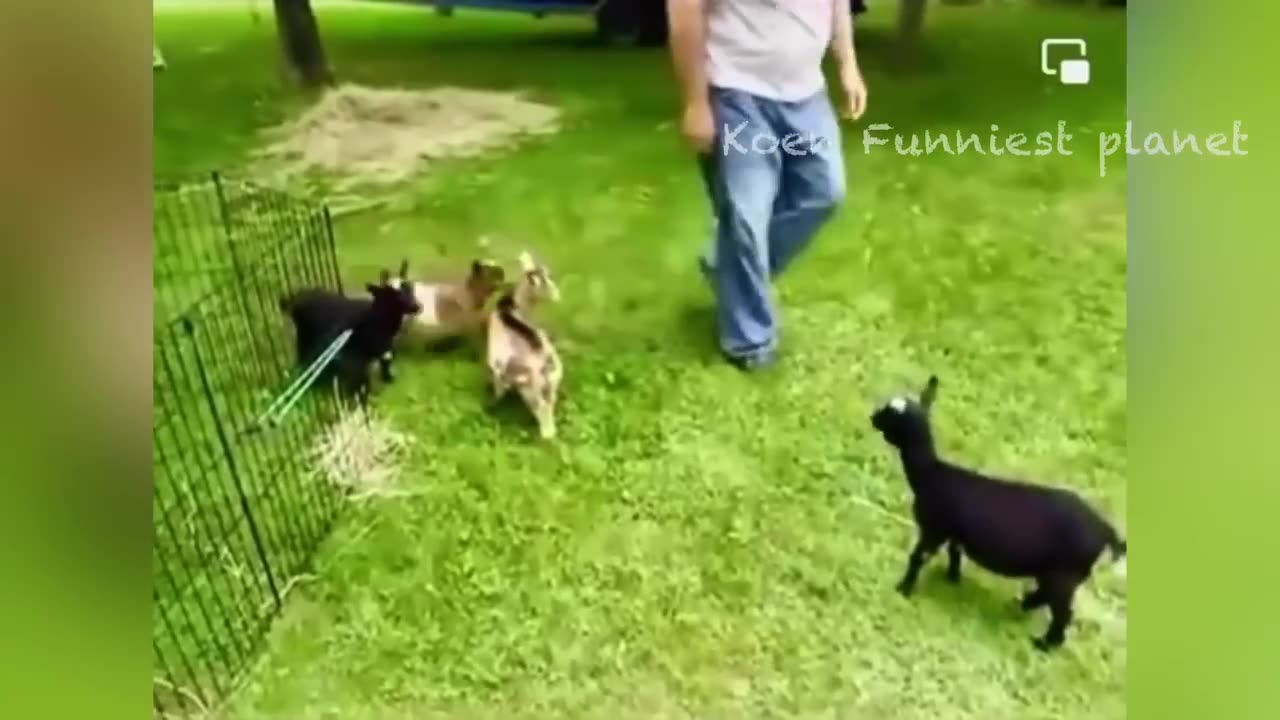 Silly Dogs