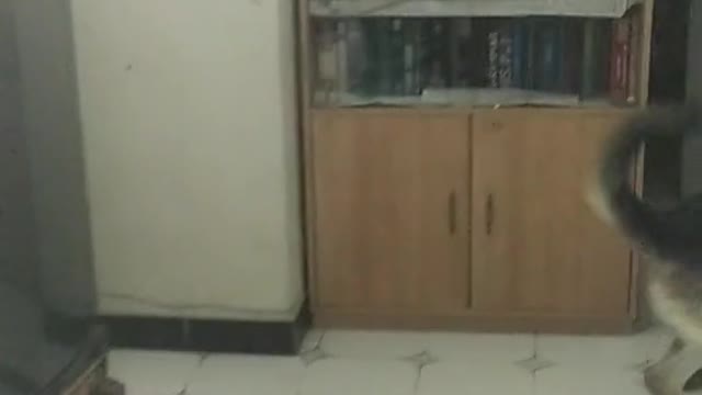Dog lovers video funny dog video-cute video-sweet dog video