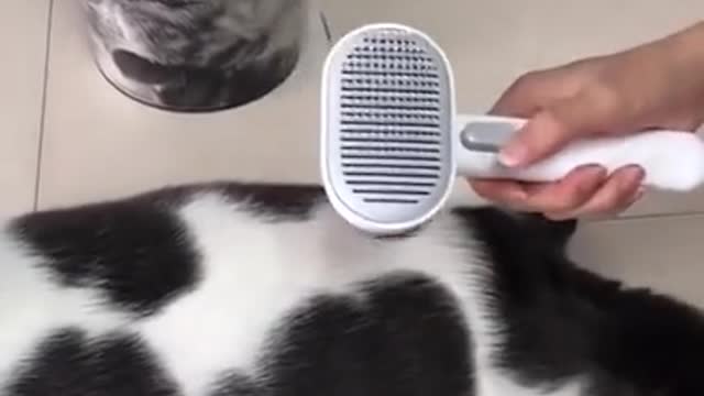 George Cat Brush from Aumuca! Cute Cats