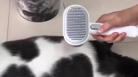 George Cat Brush from Aumuca! Cute Cats