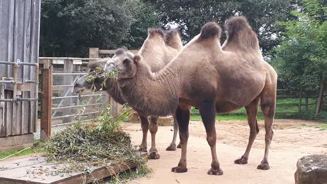 Camels at London Zoo