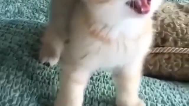 A beautiful little cat baby adorable reaction!