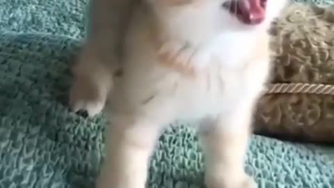 A beautiful little cat baby adorable reaction!