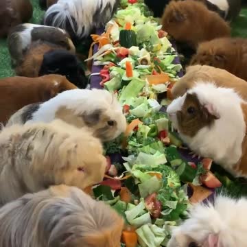 Cute mouse eating food.