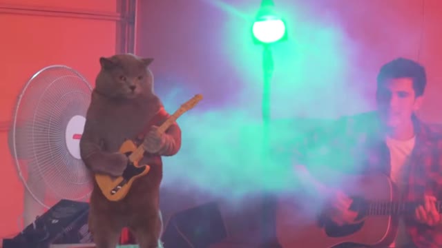 Cat Playing the Guitar