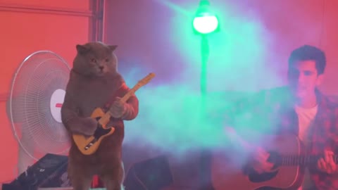 Cat Playing the Guitar