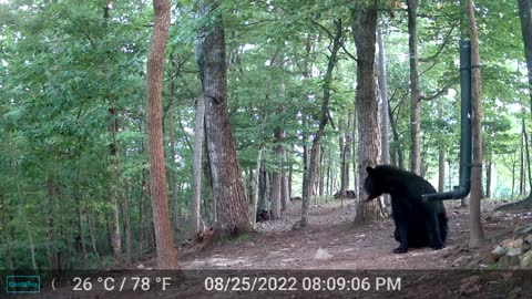 The Woods – 08/26/2022 Bear