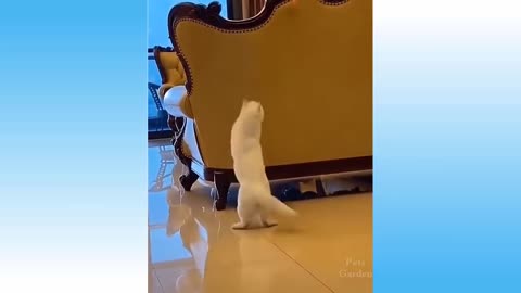 Funny cat catches a ping pong !!!😂😂🤣