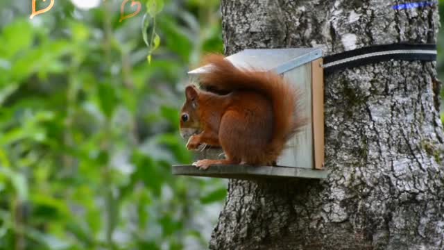 SQUIRREL REDNAGER CUT EATING FRUIT ENJOY