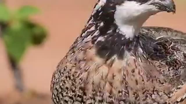 🔥🐦WhatsApp status beautiful birds l #instagram#reels #whatsappststus#tiktok #birds #parrot birds🔥👌