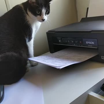 Funny cat is unsure about printer