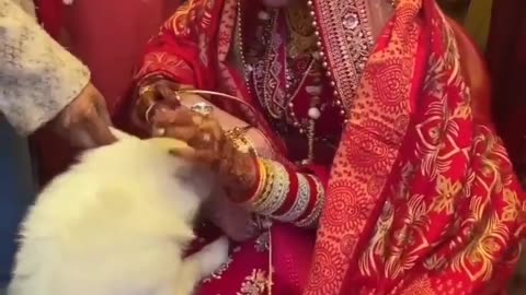 Animal Love