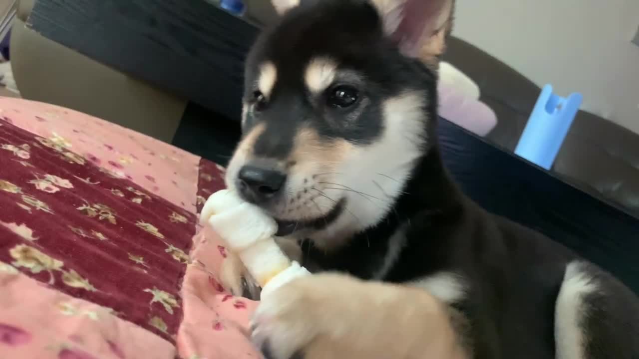 Puppy eating dog gum