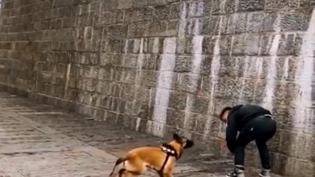 Watch this before buying a Belgian malinois