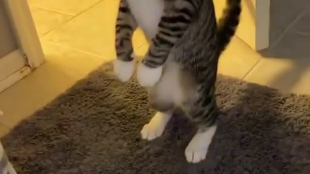 Cat standing cause it's shocked.#funny