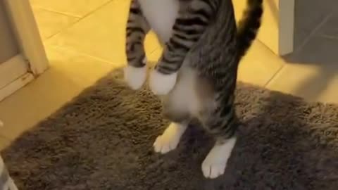 Cat standing cause it's shocked.#funny