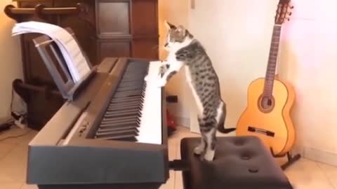 A cat playingmusic