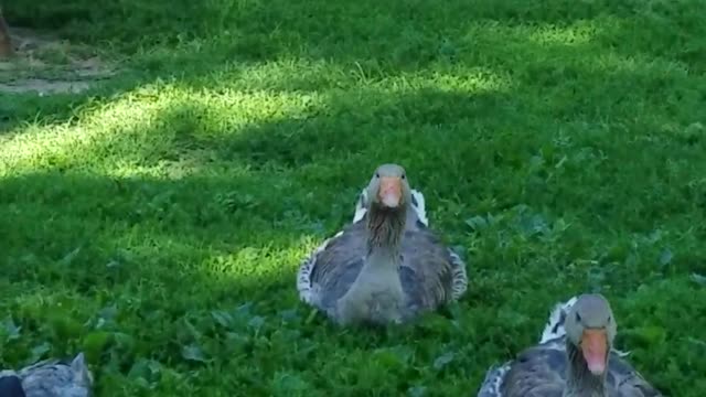 Cute Ducks Won't Quack on Demand & Get Called a Dirty Name