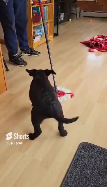 14 Week Old Black Lab Puppy Trying To Attack The Mop While I Try To Mop