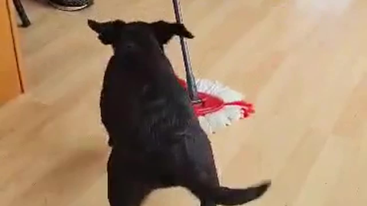 14 Week Old Black Lab Puppy Trying To Attack The Mop While I Try To Mop