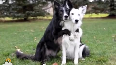 you love friendship between dogs🐕🐶