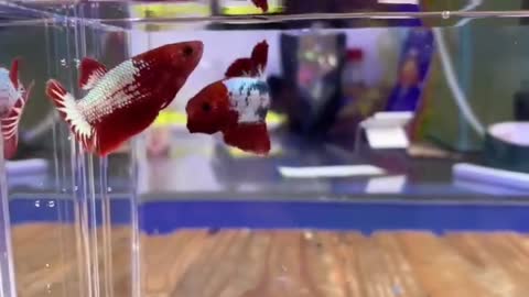 Cute and adorable animal behavior makes anyone happy to see it