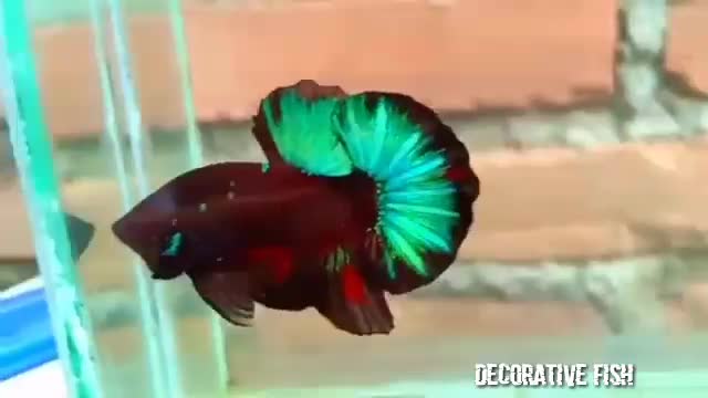 the most beautiful and most expensive fish