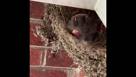 Barn swallow