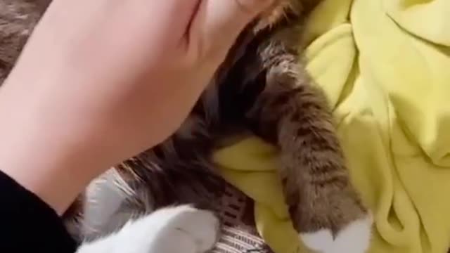 games with my cat