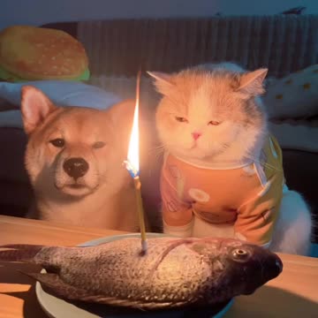 The fourth birthday is over in a daze. Baby Ah Q is 4 years old.