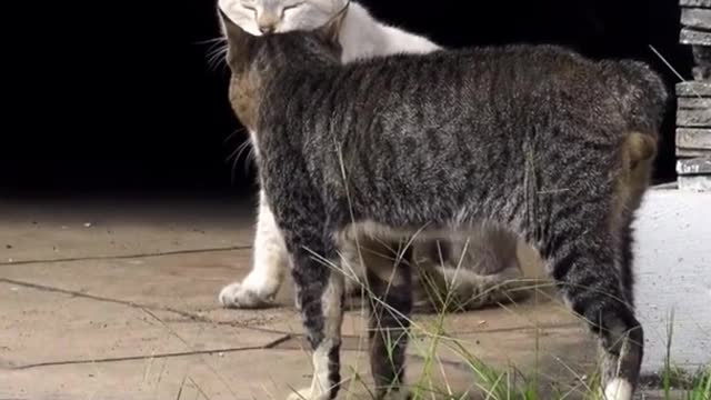 Two real cat fight compilation videos 2021