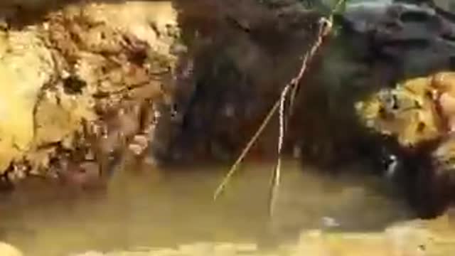 Unique Fishing Technique - Amazing Trick!