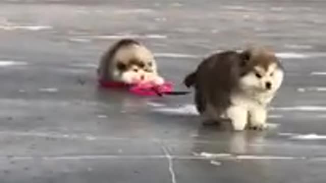 Funny cat and dog play