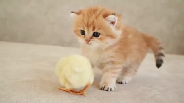 Cat and tinny chicken playing video compilation- 01