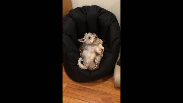 Comfy dog struggles to get out of beanbag